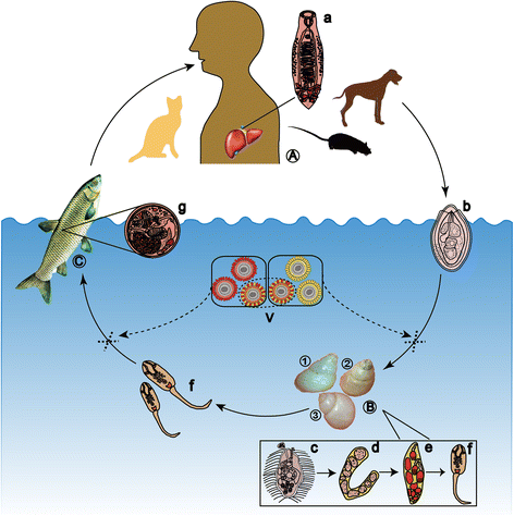 <span class="entry-title-primary">Clonorchiasis Software Market 2019 | Global Industry Size, Growth Analysis, Share, Revenue and Forecast 2028</span> <span class="entry-subtitle">Clonorchiasis Market Report Summary</span><span class="rating-result after_title mr-filter rating-result-21158">	<span class="mr-star-rating">			    <i class="fa fa-star mr-star-full"></i>	    	    <i class="fa fa-star mr-star-full"></i>	    	    <i class="fa fa-star mr-star-full"></i>	    	    <i class="fa fa-star mr-star-full"></i>	    	    <i class="fa fa-star mr-star-full"></i>	    </span><span class="star-result">	5/5</span>			<span class="count">				(1)			</span>			</span>