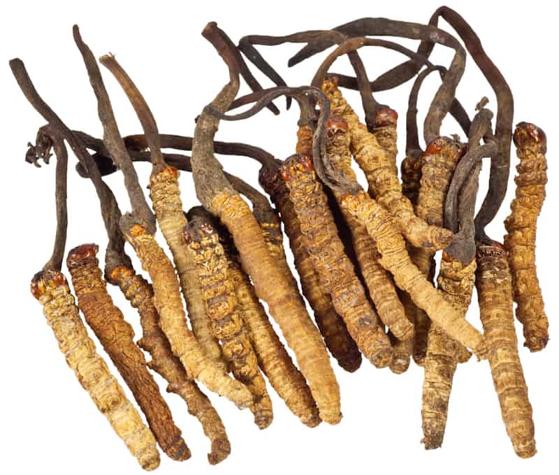 <span class="entry-title-primary">Cordyceps Market Share Worldwide Industry Growth, Size, Statistics And Forecasts up to 2025</span> <span class="entry-subtitle">Cordyceps Market Overview and Scope 2019 to 2025</span><span class="rating-result after_title mr-filter rating-result-25540">	<span class="mr-star-rating">			    <i class="fa fa-star mr-star-full"></i>	    	    <i class="fa fa-star mr-star-full"></i>	    	    <i class="fa fa-star mr-star-full"></i>	    	    <i class="fa fa-star mr-star-full"></i>	    	    <i class="fa fa-star mr-star-full"></i>	    </span><span class="star-result">	5/5</span>			<span class="count">				(1)			</span>			</span>