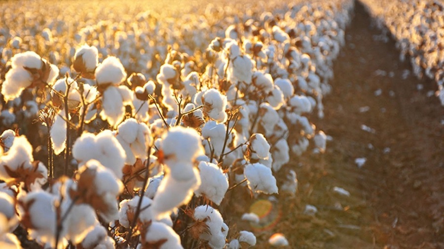 <span class="entry-title-primary">Cotton Seeds Market Size, Analysis, Benefits, Demands and Forecast Report by 2024</span> <span class="entry-subtitle">Cotton Seeds Market Share, Size, Regions And Application.</span><span class="rating-result after_title mr-filter rating-result-21451">			<span class="no-rating-results-text">No ratings yet.</span>		</span>