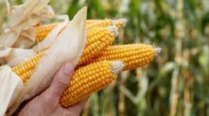 <span class="entry-title-primary">Crop Nutrients & Ingredient Market Size, Analysis, Benefits, Demands and Forecast Report by 2024</span> <span class="entry-subtitle">Crop Nutrients & Ingredient Market Size, Analytical Overview, Growth Factors, Demand, Trends.</span>