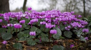 <span class="entry-title-primary">Cyclamen Market Size, Analysis, Benefits, Demands and Forecast Report by 2024</span> <span class="entry-subtitle">Global Cyclamen Market size will reach US$ 17960 million by 2024.</span>