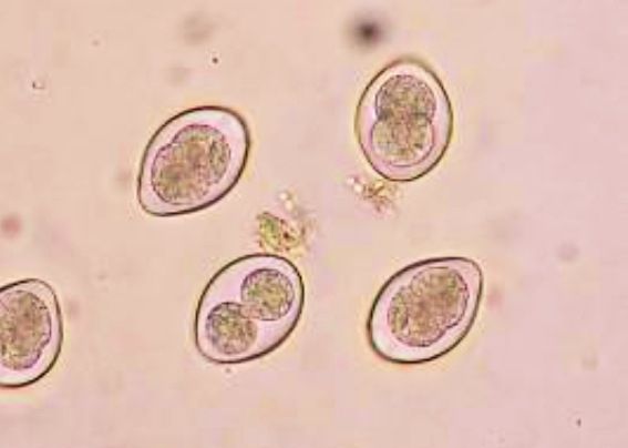 <span class="entry-title-primary">Cystoisospora Infection Market: Global Key Players, Trends, Industry Size, Growth, Opportunities, Forecast</span> <span class="entry-subtitle">Global Cystoisospora Infection Market</span><span class="rating-result after_title mr-filter rating-result-21432">	<span class="mr-star-rating">			    <i class="fa fa-star mr-star-full"></i>	    	    <i class="fa fa-star mr-star-full"></i>	    	    <i class="fa fa-star mr-star-full"></i>	    	    <i class="fa fa-star mr-star-full"></i>	    	    <i class="fa fa-star mr-star-full"></i>	    </span><span class="star-result">	5/5</span>			<span class="count">				(1)			</span>			</span>