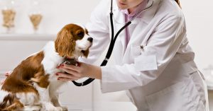 France Veterinary Healthcare Market Size, Growth, Trends Forecast 2019-2025