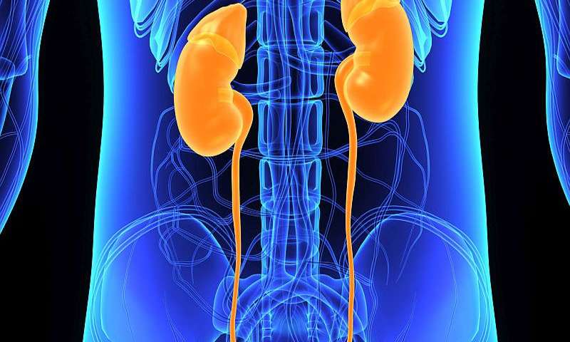 <span class="entry-title-primary">Global Kidney Disease Market 2019 | Manufacturers, Regions, Type and Application, Forecast to 2028</span> <span class="entry-subtitle">Kidney Disease Market Report Summary</span><span class="rating-result after_title mr-filter rating-result-21150">	<span class="mr-star-rating">			    <i class="fa fa-star mr-star-full"></i>	    	    <i class="fa fa-star mr-star-full"></i>	    	    <i class="fa fa-star mr-star-full"></i>	    	    <i class="fa fa-star mr-star-full"></i>	    	    <i class="fa fa-star mr-star-full"></i>	    </span><span class="star-result">	5/5</span>			<span class="count">				(1)			</span>			</span>