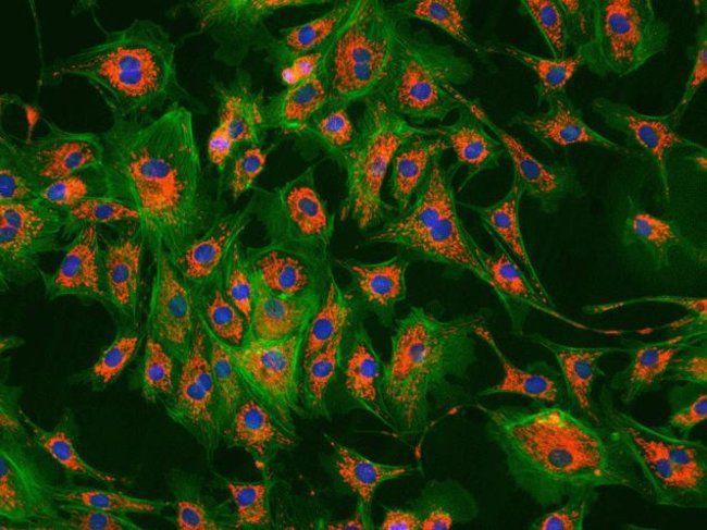 Live Cell Imaging Market Size, Growth, Trends Forecast 2019-2026<span class="rating-result after_title mr-filter rating-result-26677">			<span class="no-rating-results-text">No ratings yet.</span>		</span>