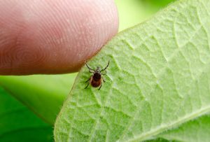 <span class="entry-title-primary">Lyme disease LD Market 2019 Global Trends, Share, Industry Size, Growth And Industry Forecast To 2025</span> <span class="entry-subtitle">Global Lyme disease LD Market Report Summary</span>