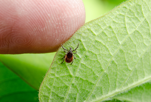 <span class="entry-title-primary">Lyme disease LD Market 2019 Global Trends, Share, Industry Size, Growth And Industry Forecast To 2025</span> <span class="entry-subtitle">Global Lyme disease LD Market Report Summary</span><span class="rating-result after_title mr-filter rating-result-25295">	<span class="mr-star-rating">			    <i class="fa fa-star mr-star-full"></i>	    	    <i class="fa fa-star mr-star-full"></i>	    	    <i class="fa fa-star mr-star-full"></i>	    	    <i class="fa fa-star mr-star-full"></i>	    	    <i class="fa fa-star mr-star-full"></i>	    </span><span class="star-result">	5/5</span>			<span class="count">				(1)			</span>			</span>