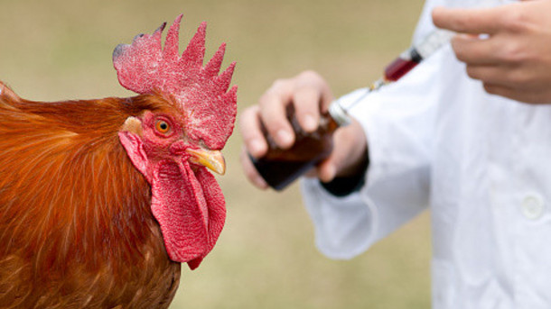 Poultry Live Vaccine market forecast to 2024 examined in new market research report<span class="rating-result after_title mr-filter rating-result-21246">			<span class="no-rating-results-text">No ratings yet.</span>		</span>