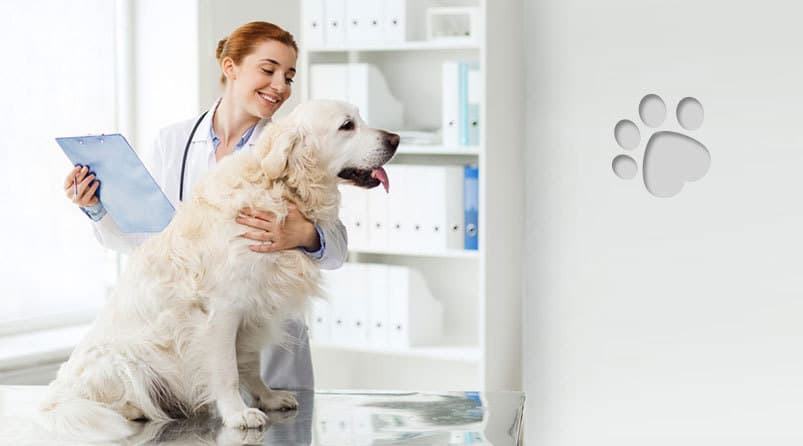 Italy Veterinary Healthcare Market Size, Growth, Trends Forecast 2019-2025<span class="rating-result after_title mr-filter rating-result-26076">			<span class="no-rating-results-text">No ratings yet.</span>		</span>