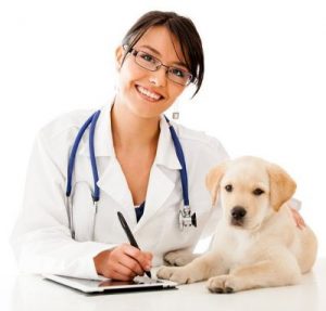 Mexico Veterinary Healthcare Market Size, Growth, Trends Forecast 2019-2025