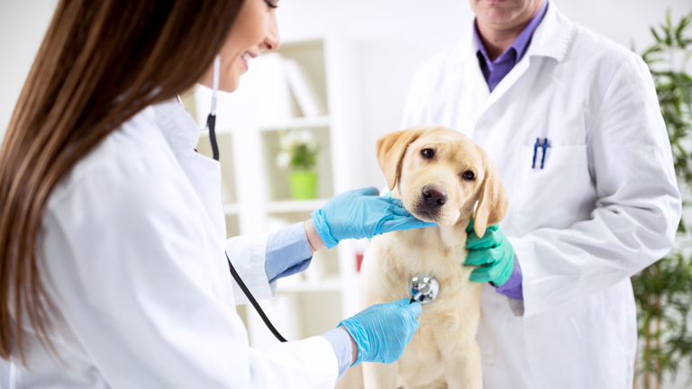 Europe Veterinary Healthcare Market Size, Growth, Trends Forecast 2019-2025<span class="rating-result after_title mr-filter rating-result-26134">			<span class="no-rating-results-text">No ratings yet.</span>		</span>