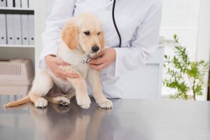 Australia Veterinary Healthcare Market Size, Growth, Trends Forecast 2019-2025