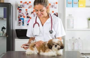 Spain Veterinary Healthcare Market Size, Growth, Trends Forecast 2019-2025