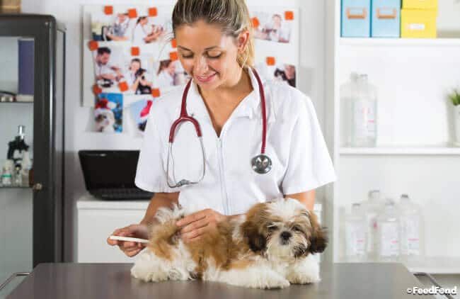 Spain Veterinary Healthcare Market Size, Growth, Trends Forecast 2019-2025<span class="rating-result after_title mr-filter rating-result-26137">			<span class="no-rating-results-text">No ratings yet.</span>		</span>