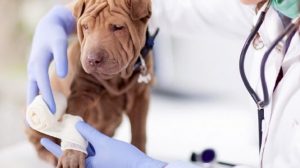 Animal Wound Care worth $1.399 Million by 2024