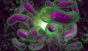 Cholera market Size, Share, Trends and Forecast