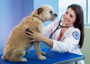 China Companion Animal health Market | Growth, Size, and Forecast