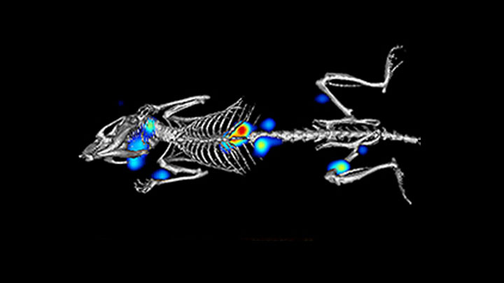 <span class="entry-title-primary">In Vivo Imaging System Market Share, Size Key Players and Forecast to 2025</span> <span class="entry-subtitle">Global In Vivo Imaging System Market Growth:</span><span class="rating-result after_title mr-filter rating-result-30504">			<span class="no-rating-results-text">No ratings yet.</span>		</span>