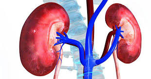 <span class="entry-title-primary">Kidney/Renal Function Test Market Research analysis and Forecast – 2025</span> <span class="entry-subtitle">Global Kidney/Renal Function Test Market Growth:</span><span class="rating-result after_title mr-filter rating-result-30001">	<span class="mr-star-rating">			    <i class="fa fa-star mr-star-full"></i>	    	    <i class="fa fa-star mr-star-full"></i>	    	    <i class="fa fa-star mr-star-full"></i>	    	    <i class="fa fa-star mr-star-full"></i>	    	    <i class="fa fa-star mr-star-full"></i>	    </span><span class="star-result">	5/5</span>			<span class="count">				(2)			</span>			</span>