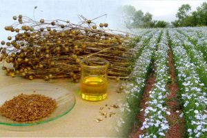 <span class="entry-title-primary">Linseed oil fatty acid Market Size, Analysis, Benefits, Demands and Forecast Report by 2024</span> <span class="entry-subtitle"> Linseed oil fatty acid Market Size, Analytical Overview, Growth Factors, Demand, Trends.</span>