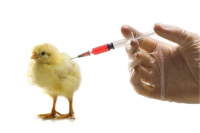 <span class="entry-title-primary">Global Poultry Vaccines Market Growth and Forecasts to 2025</span> <span class="entry-subtitle">Poultry Vaccines Market Research And Analysis</span><span class="rating-result after_title mr-filter rating-result-27656">	<span class="mr-star-rating">			    <i class="fa fa-star mr-star-full"></i>	    	    <i class="fa fa-star mr-star-full"></i>	    	    <i class="fa fa-star mr-star-full"></i>	    	    <i class="fa fa-star mr-star-full"></i>	    	    <i class="fa fa-star mr-star-full"></i>	    </span><span class="star-result">	5/5</span>			<span class="count">				(1)			</span>			</span>