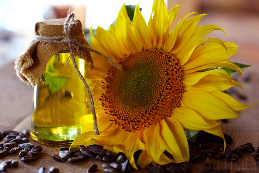 <span class="entry-title-primary">Sunflower oil fatty acid Market Size, Analysis, Benefits, Demands and Forecast Report by 2024</span> <span class="entry-subtitle">Sunflower oil fatty acid Market Size, Analytical Overview, Growth Factors, Demand, Trends.</span><span class="rating-result after_title mr-filter rating-result-28532">			<span class="no-rating-results-text">No ratings yet.</span>		</span>