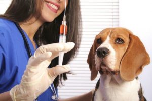 Veterinary vaccines | Grows at CAGR 5.78% by 2024