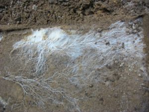 <span class="entry-title-primary">Mycelium Market Size, Analysis, Benefits, Demands and Forecast Report by 2024</span> <span class="entry-subtitle">Mycelium Market Size, Analytical Overview, Growth Factors, Demand, Trends.</span>