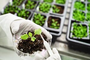 <span class="entry-title-primary">Agricultural Biotechnology Market Trends Increases Steadily In Emerging Countries by 2024</span> <span class="entry-subtitle">Agricultural Biotechnology Market Is Thriving With Key Trends Says Latest Research Analysis, Huge Application Potential By 2024</span>