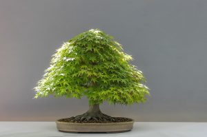 <span class="entry-title-primary">Bonsai Market Is Thriving With Key Trends Says Latest Research Analysis, Huge Application Potential By 2024 Explored</span> <span class="entry-subtitle">Bonsai Market Strategic Insights 2019 – The Bonsai Company, Bonsai Design, Loder Bonsai BV</span>