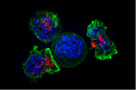 <span class="entry-title-primary">Cancer Therapies Market Report Segmented by Application, Region, Key Players</span> <span class="entry-subtitle">Global Cancer Therapies Market</span>