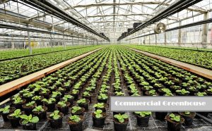 <span class="entry-title-primary">Commercial Greenhouse Market | Demand Analysis | Development Factors | Business Forecast by 2026</span> <span class="entry-subtitle">Global Commercial Greenhouse Market Report</span>