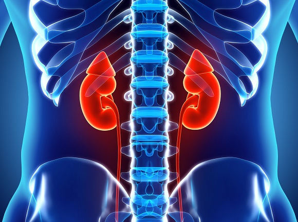 <span class="entry-title-primary">Kidney Cancer Market Analysis Share, Size, Growth and Forecast by 2024</span> <span class="entry-subtitle">Global Kidney Cancer Market Report</span><span class="rating-result after_title mr-filter rating-result-35197">	<span class="mr-star-rating">			    <i class="fa fa-star mr-star-full"></i>	    	    <i class="fa fa-star mr-star-full"></i>	    	    <i class="fa fa-star mr-star-full"></i>	    	    <i class="fa fa-star mr-star-full"></i>	    	    <i class="fa fa-star mr-star-full"></i>	    </span><span class="star-result">	5/5</span>			<span class="count">				(1)			</span>			</span>