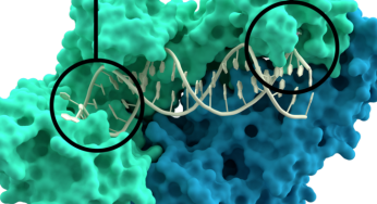 Reverse Transcriptase Market Trends, Share, Industry Size, Growth