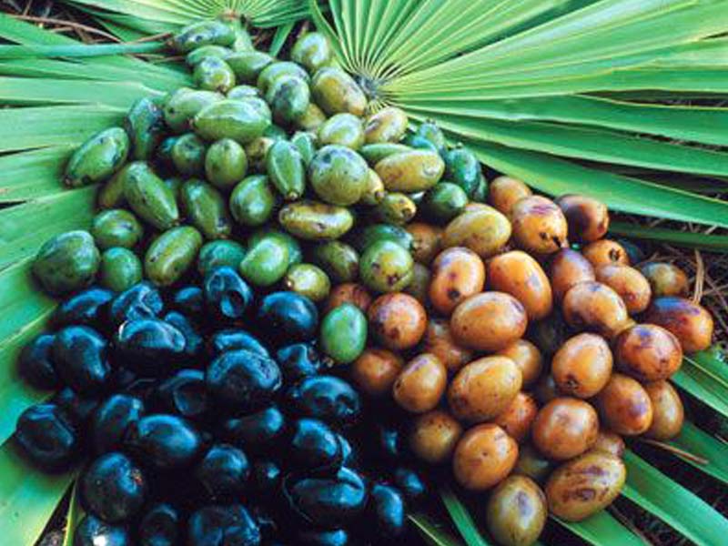 <span class="entry-title-primary">Saw Palmetto Extract Market Status, Forecast by Players, Types And Applications</span> <span class="entry-subtitle">Global Saw Palmetto Extract Market Report</span><span class="rating-result after_title mr-filter rating-result-34888">	<span class="mr-star-rating">			    <i class="fa fa-star mr-star-full"></i>	    	    <i class="fa fa-star mr-star-full"></i>	    	    <i class="fa fa-star mr-star-full"></i>	    	    <i class="fa fa-star mr-star-full"></i>	    	    <i class="fa fa-star mr-star-full"></i>	    </span><span class="star-result">	5/5</span>			<span class="count">				(1)			</span>			</span>