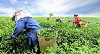 Global Tea Picker Market Report 2019-2024
