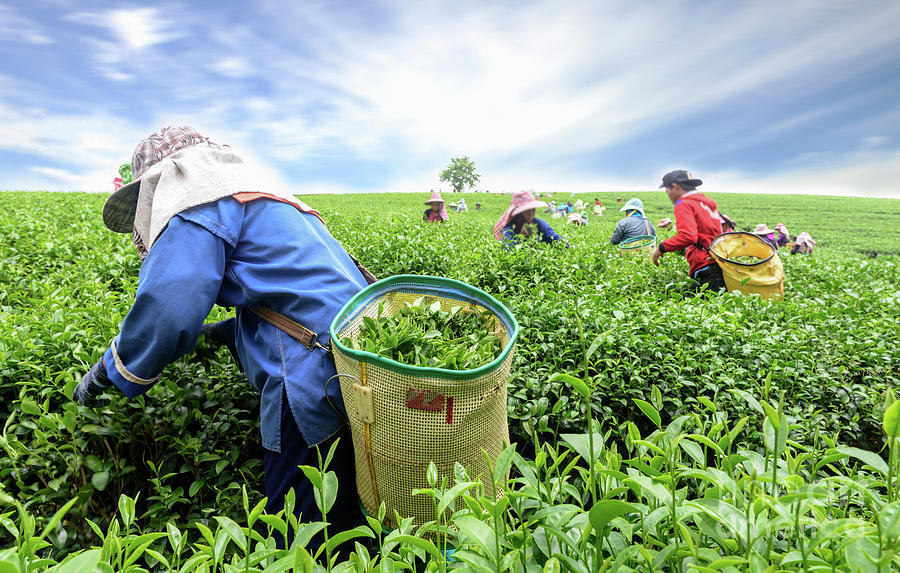 <span class="entry-title-primary">Global Tea Picker Market Report 2019-2024</span> <span class="entry-subtitle">Global Tea picker Market Report 2019 - Market Size, Share, Price, Trend and Forecast 2024</span><span class="rating-result after_title mr-filter rating-result-35393">			<span class="no-rating-results-text">No ratings yet.</span>		</span>