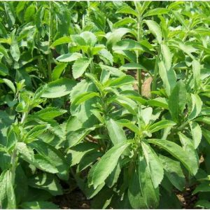 <span class="entry-title-primary">Global Stevia / Stevia Rebaudiana Market Size, Share Report 2024</span> <span class="entry-subtitle">Global Stevia / Stevia Rebaudiana Market Size, Share Report 2024</span>