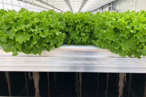 <span class="entry-title-primary">Aeroponics Farming Market, Sales Strategy, Revenue Generation</span> <span class="entry-subtitle">Aeroponics Farming Market Share</span><span class="rating-result after_title mr-filter rating-result-40453">			<span class="no-rating-results-text">No ratings yet.</span>		</span>