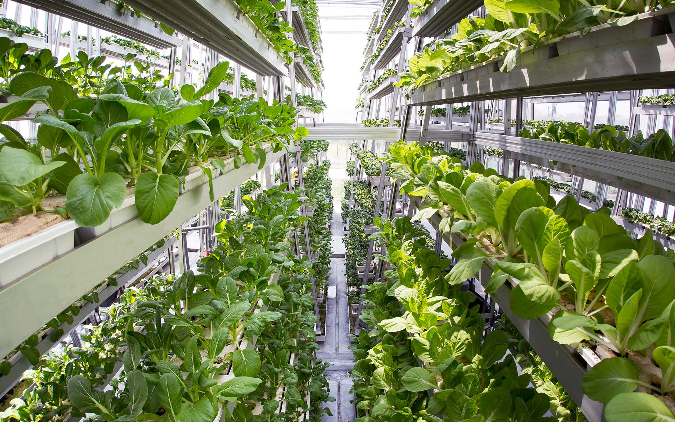 <span class="entry-title-primary">Indoor Farming Technologies Market- Industry Analysis, Size</span> <span class="entry-subtitle">Indoor Farming Technologies Market | Growth</span><span class="rating-result after_title mr-filter rating-result-40443">			<span class="no-rating-results-text">No ratings yet.</span>		</span>