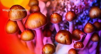 Magic mushrooms provide long-term relief against anxiety and depression, says study