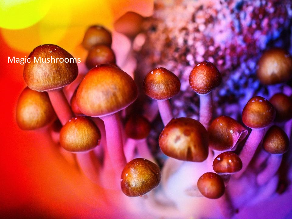 <span class="entry-title-primary">Magic mushrooms provide long-term relief against anxiety and depression, says study</span> <span class="entry-subtitle">According to a post published by CNN, lead author of the study Gabby Agin-Liebes, said that “These results may shed light on how the positive effects of a single dose of psilocybin persist for so long. </span><span class="rating-result after_title mr-filter rating-result-42697">			<span class="no-rating-results-text">No ratings yet.</span>		</span>