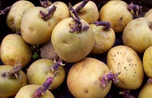 <span class="entry-title-primary">Seed Potatoes Market Industry Analysis, Trends, Growth</span> <span class="entry-subtitle">Seed Potatoes Market: Research</span>