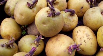 Seed Potatoes Market Industry Analysis, Trends, Growth