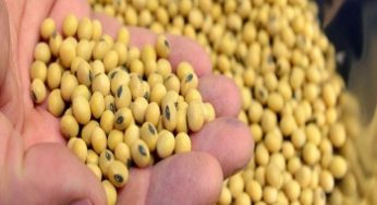 Soybean Seed Market By Service, Polymer Type