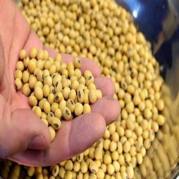 <span class="entry-title-primary">Soybean Seed Market By Service, Polymer Type</span> <span class="entry-subtitle">Soybean Seed Soybean Seed </span><span class="rating-result after_title mr-filter rating-result-44714">			<span class="no-rating-results-text">No ratings yet.</span>		</span>