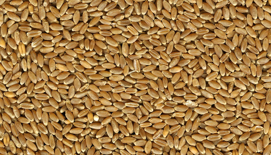 <span class="entry-title-primary">Spring Wheat Seed Market | Growth, Trends, Sales Strategy</span> <span class="entry-subtitle">Spring Wheat Seed Market</span><span class="rating-result after_title mr-filter rating-result-44727">			<span class="no-rating-results-text">No ratings yet.</span>		</span>