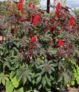 <span class="entry-title-primary">Global Castor Bean Market | Growth, Trends, Sales Strategy</span> <span class="entry-subtitle">Global Castor Bean </span>