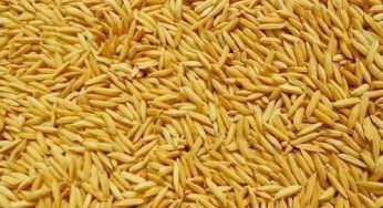 Global Rice Seed Market Revenue by Manufacturers, Production