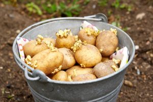 <span class="entry-title-primary">Global Seed Potatoes Market, Sales Strategy, Revenue</span> <span class="entry-subtitle">Global Seed Potatoes </span>